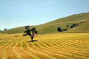 Macchine per l'agricoltura